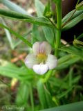 Gratiola officinalis