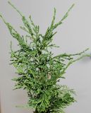 Juniperus × pfitzeriana