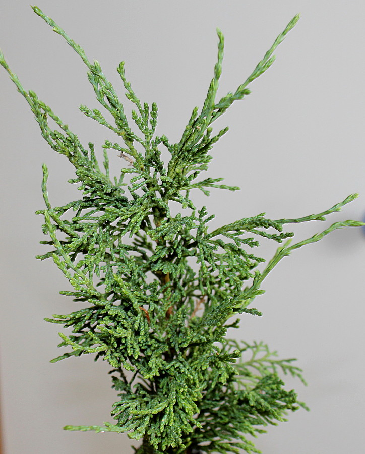Image of Juniperus × pfitzeriana specimen.