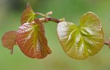 Cercis siliquastrum