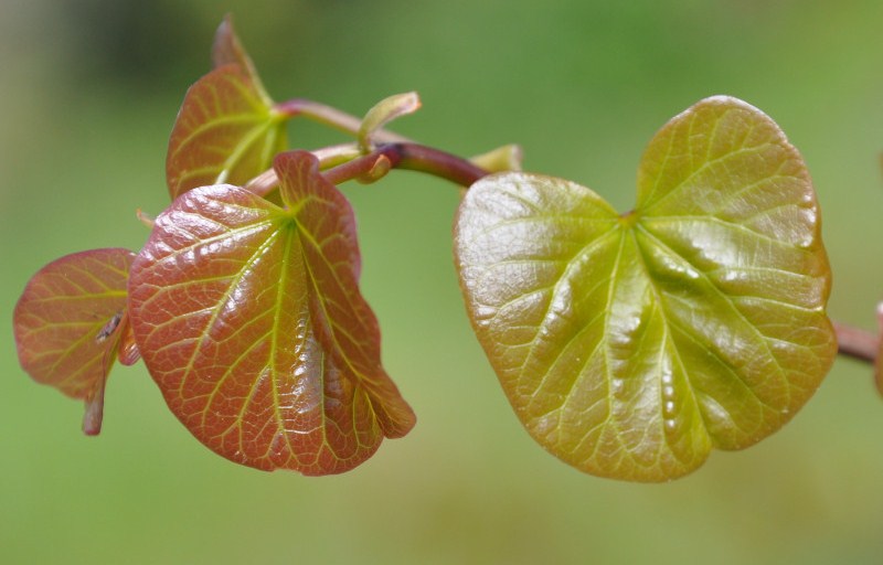 Изображение особи Cercis siliquastrum.