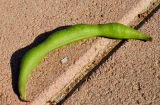 Erythrina crista-galli. Незрелый плод. Израиль, Шарон, г. Герцлия, в культуре. 27.06.2012.