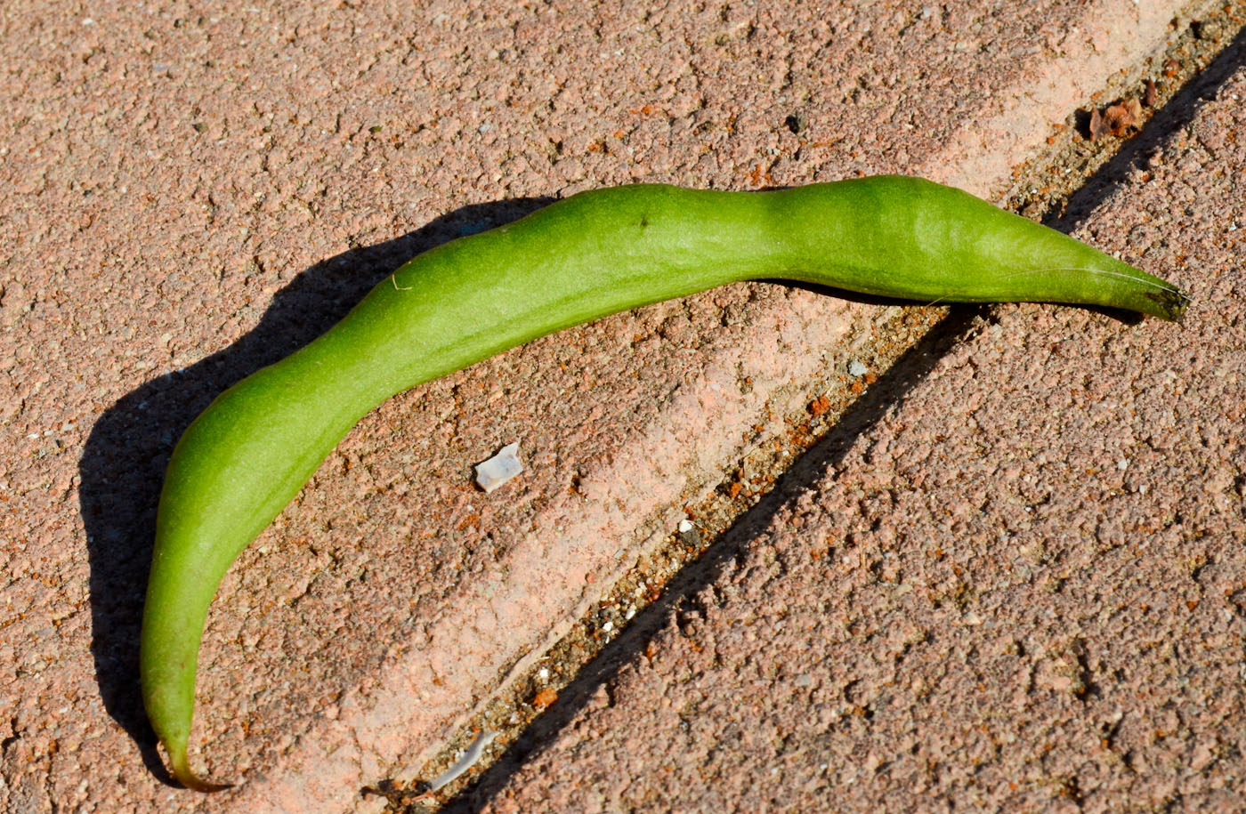 Изображение особи Erythrina crista-galli.