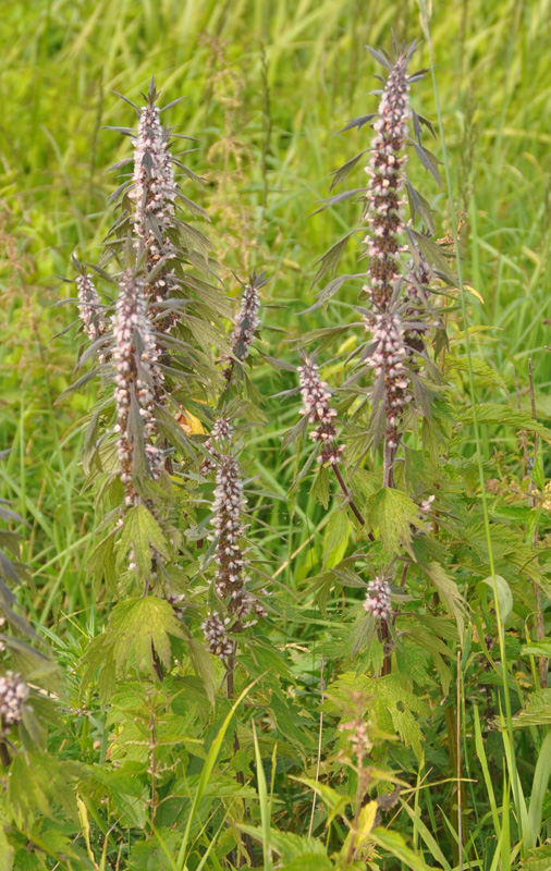 Image of Leonurus quinquelobatus specimen.