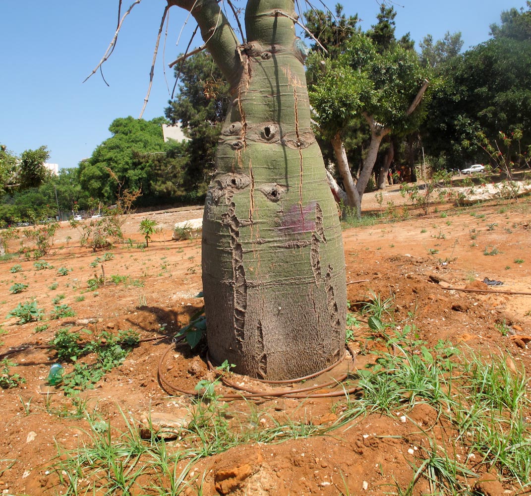 Изображение особи Brachychiton rupestris.