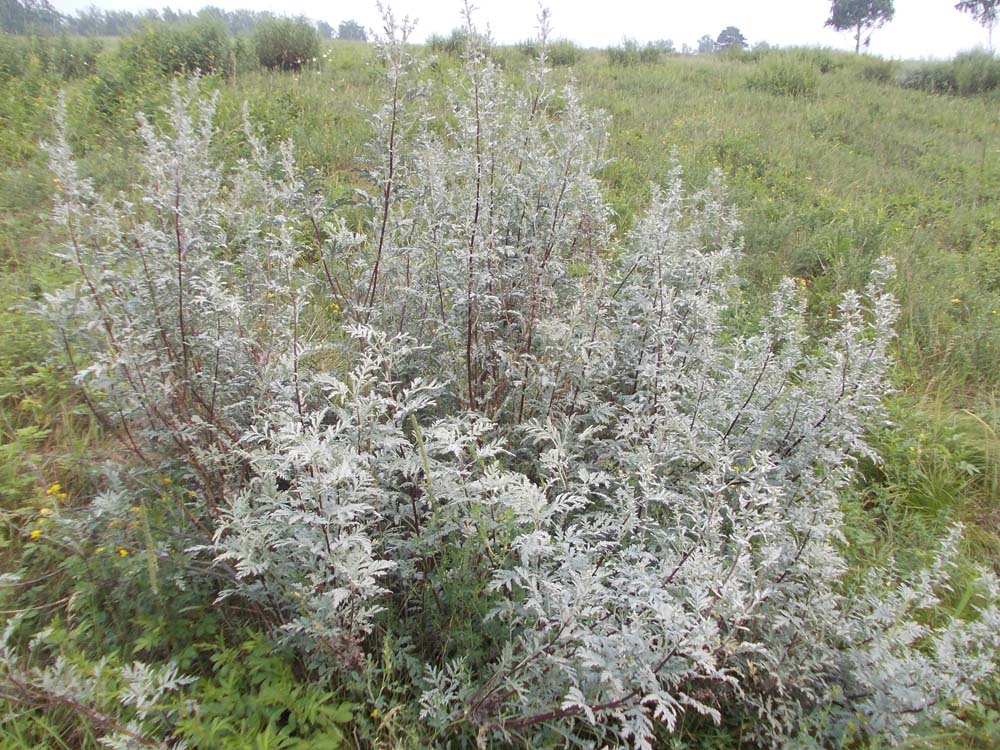 Image of Artemisia messerschmidtiana specimen.
