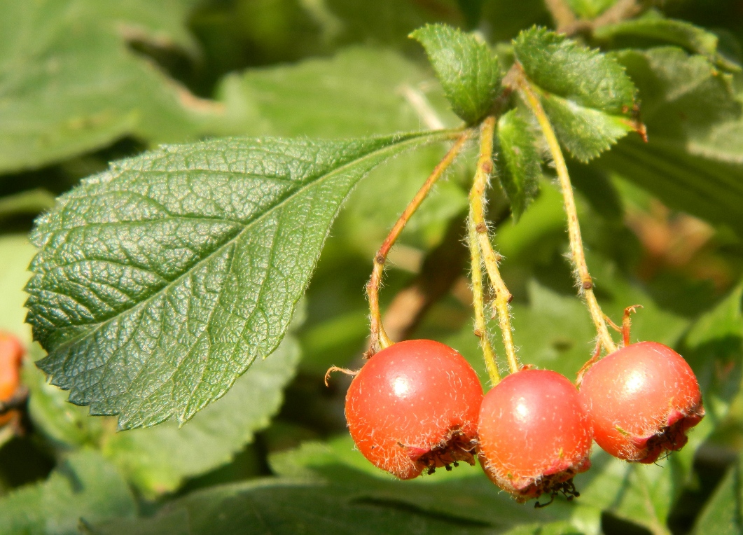 Изображение особи Crataegus maximowiczii.