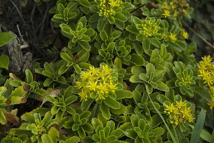 Image of Aizopsis hybrida specimen.