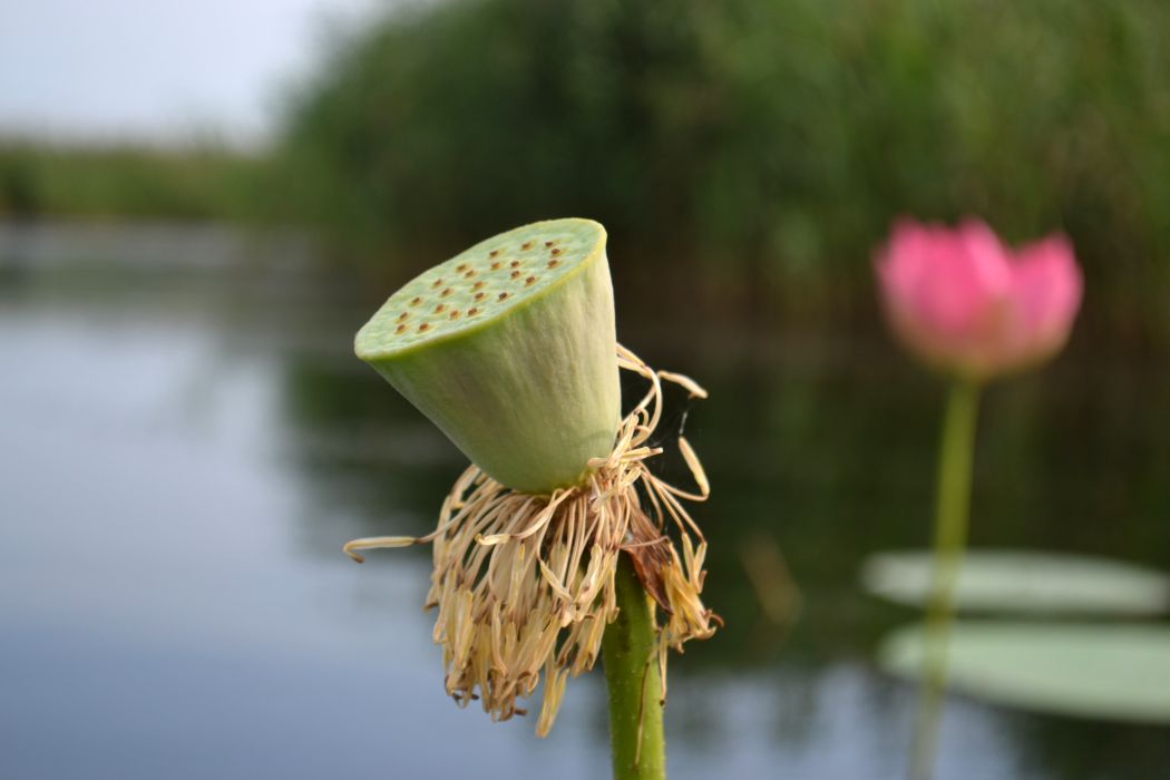 Изображение особи Nelumbo caspica.