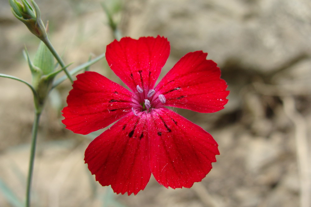 Image of Dianthus mainensis specimen.