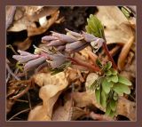 Corydalis solida. Побеги с бутонами. Чувашия, окрестности г. Шумерля, пойма Красной речки. 16 апреля 2009 г.