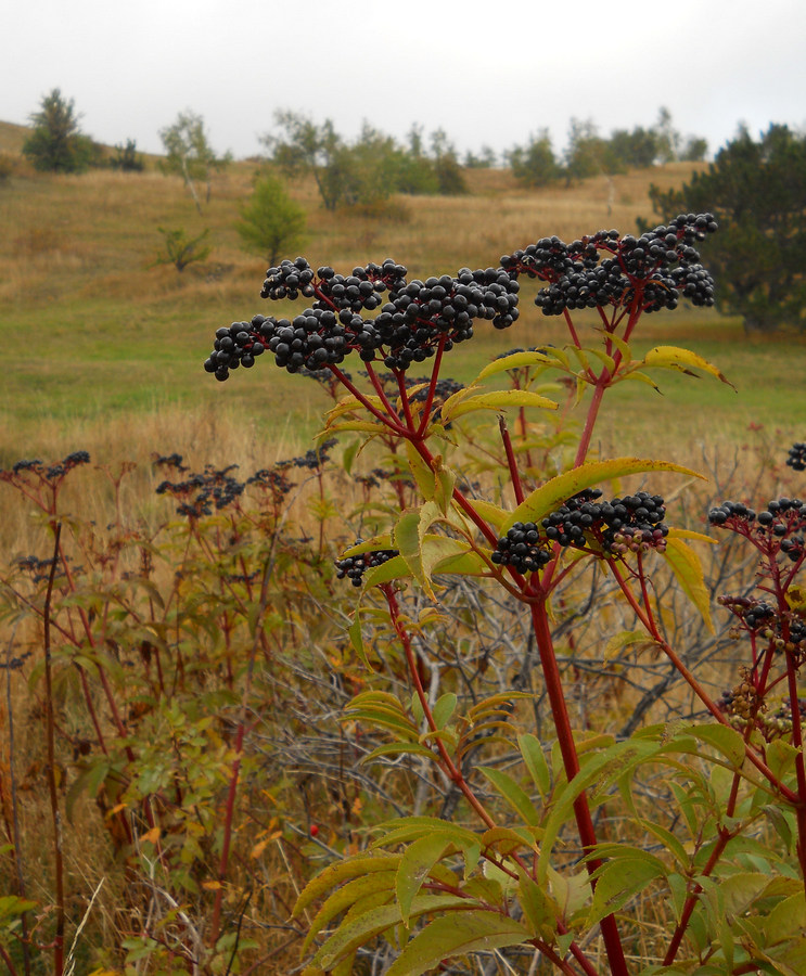 Изображение особи Sambucus ebulus.