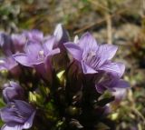 Gentianella biebersteinii