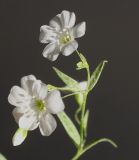 Gypsophila elegans