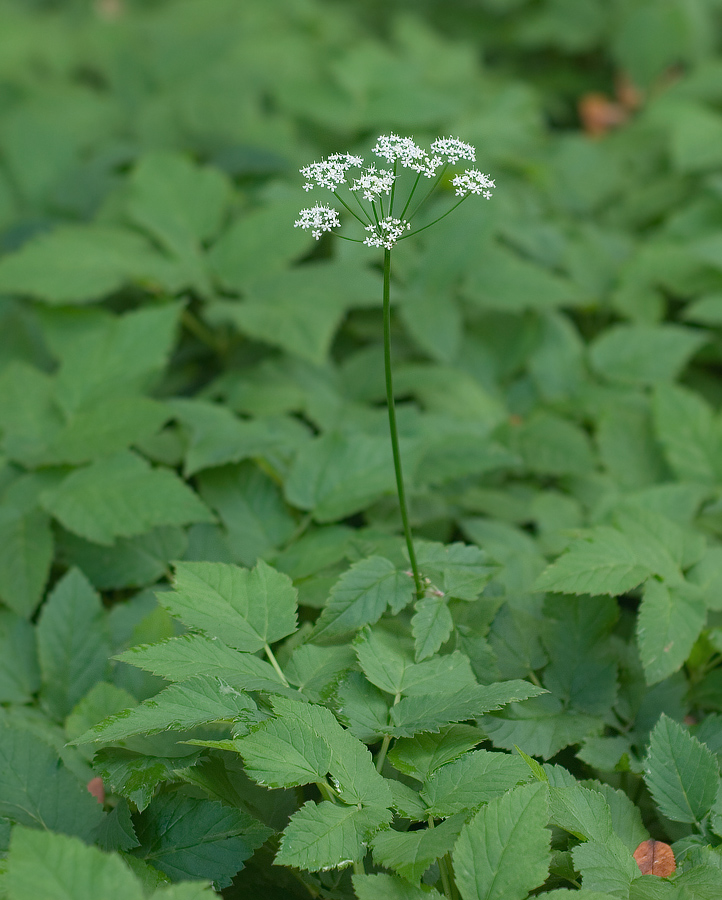 Image of Aegopodium podagraria specimen.