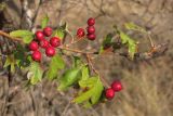 Crataegus monogyna. Ветвь с плодами. Крым, Севастополь, ур. Максимова дача. 26 октября 2012 г.