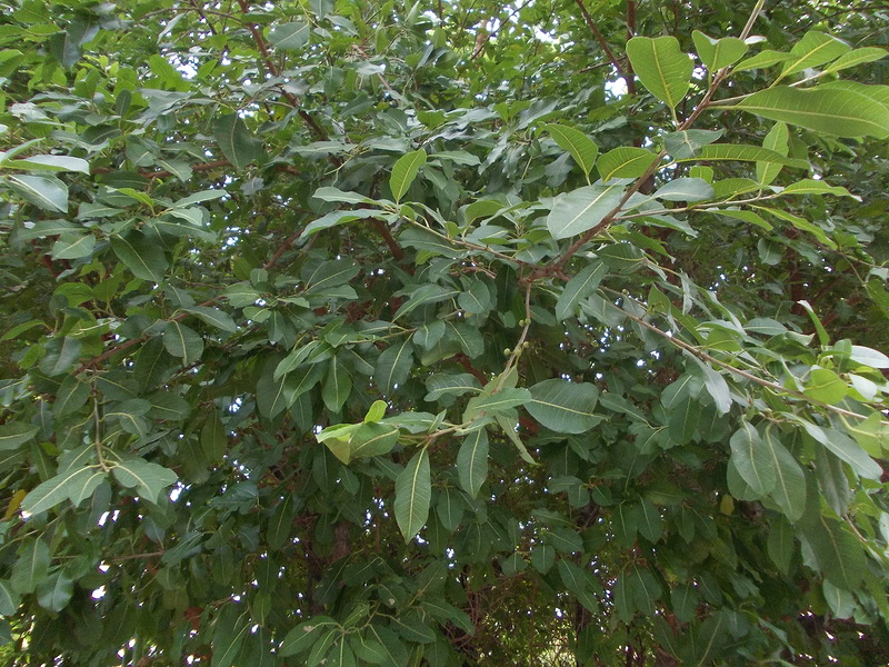 Изображение особи Ficus virens.