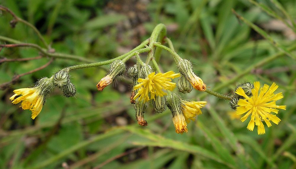 Image of Pilosella × floribunda specimen.