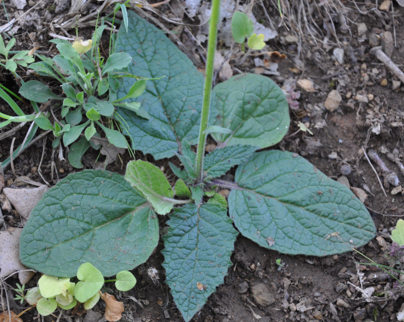 Image of Verbascum xanthophoeniceum specimen.