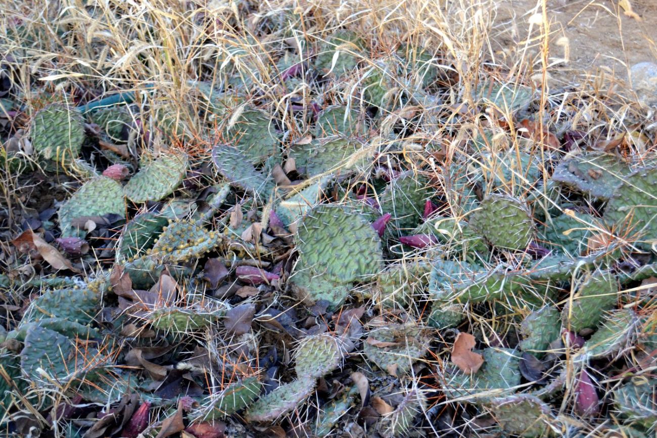 Image of Opuntia tortispina specimen.