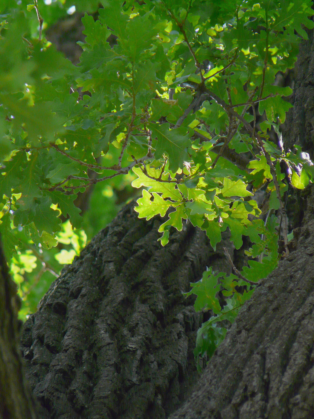 Image of Quercus robur specimen.