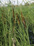 Typha angustifolia