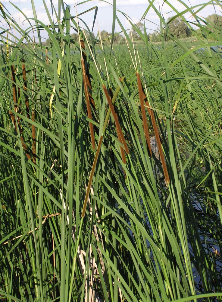 Изображение особи Typha angustifolia.