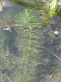 Myriophyllum verticillatum. Подводный вегетативный побег. Украина, г. Запорожье, пос. Солнечный, небольшое озеро. 28.06.2010.