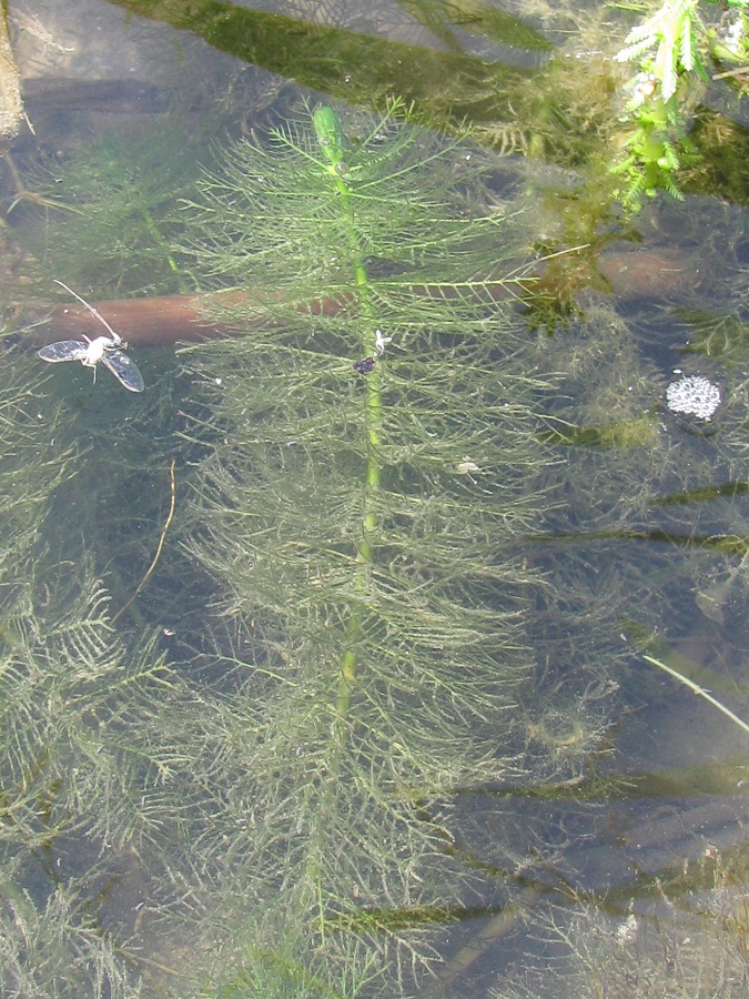 Изображение особи Myriophyllum verticillatum.