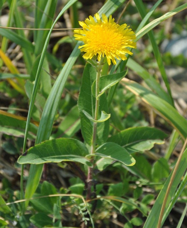 Изображение особи Sonchus arenicola.