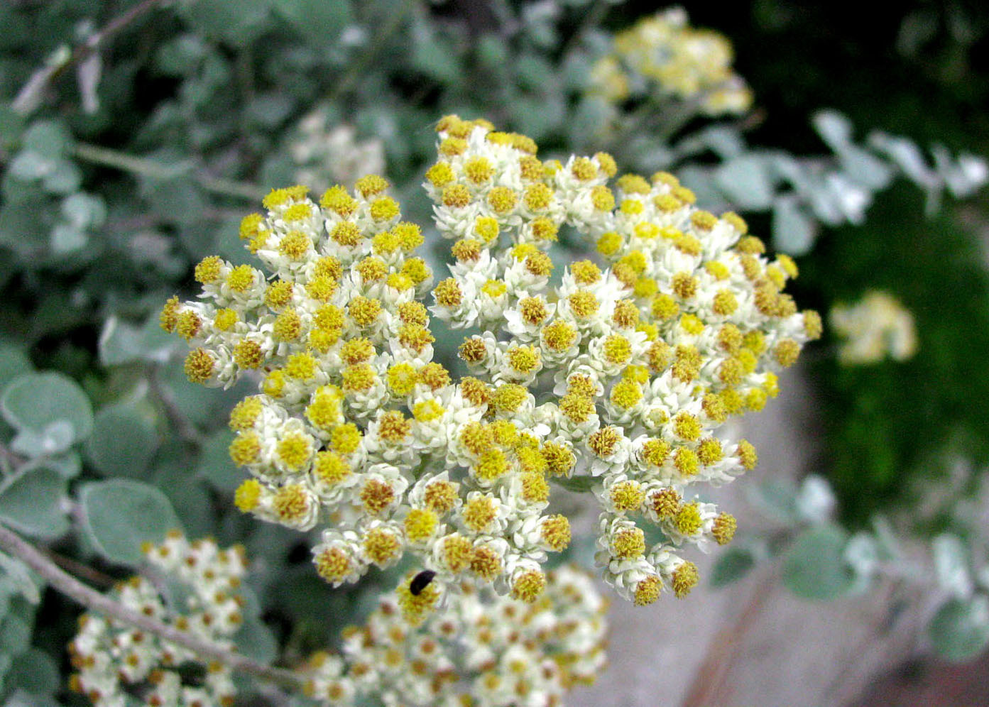 Image of Helichrysum petiolare specimen.