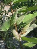 Asclepias syriaca