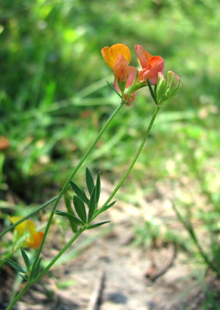 Image of genus Lotus specimen.