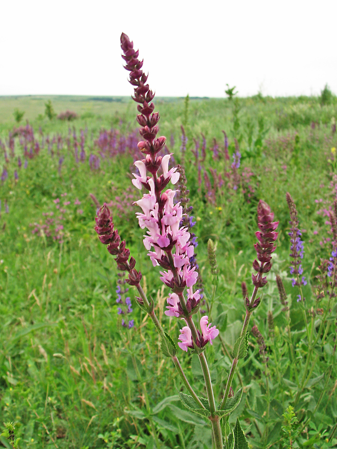 Image of Salvia tesquicola specimen.