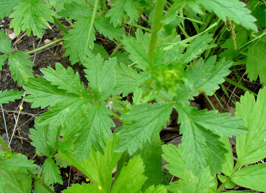 Изображение особи Potentilla norvegica.