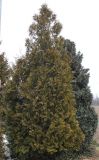 Thuja occidentalis. Молодое дерево. Германия, г. Кемпен, у кромки пашни. 28.02.2013.