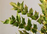 Mahonia × media. Листья. Германия, г. Кемпен, в культуре. 05.03.2013.