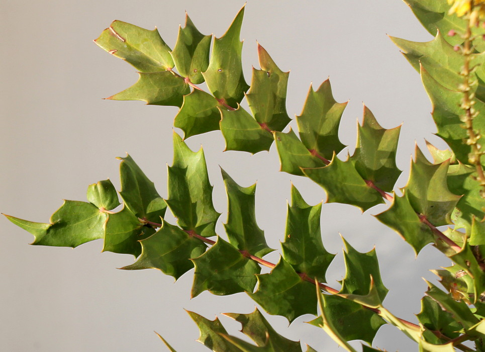 Image of Mahonia × media specimen.