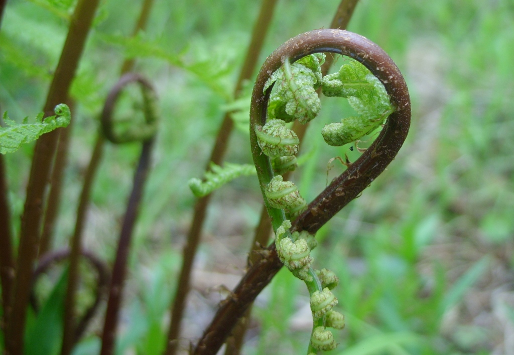 Image of Athyrium sinense specimen.