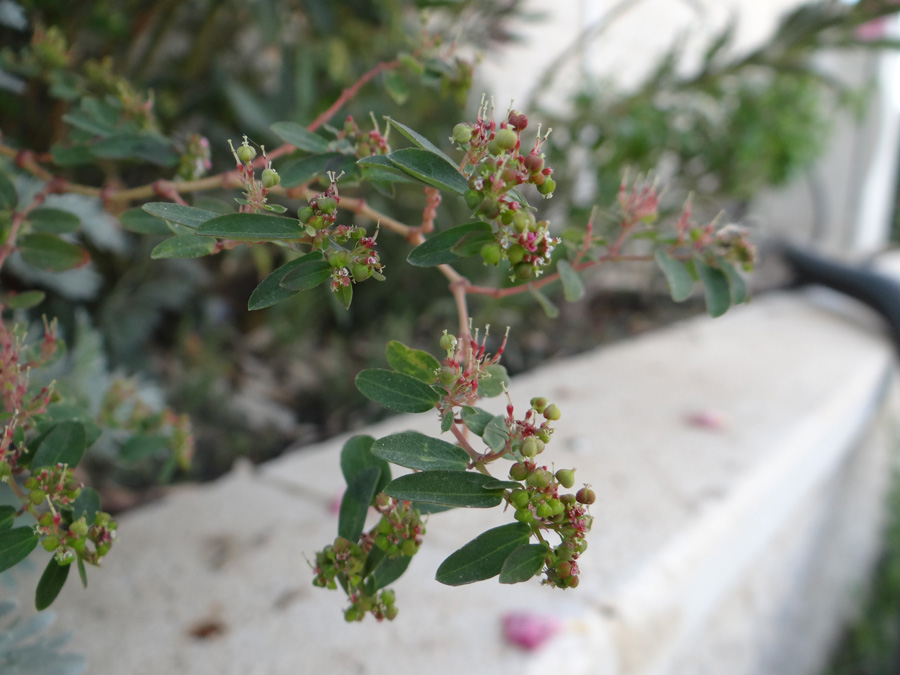Image of Euphorbia hypericifolia specimen.