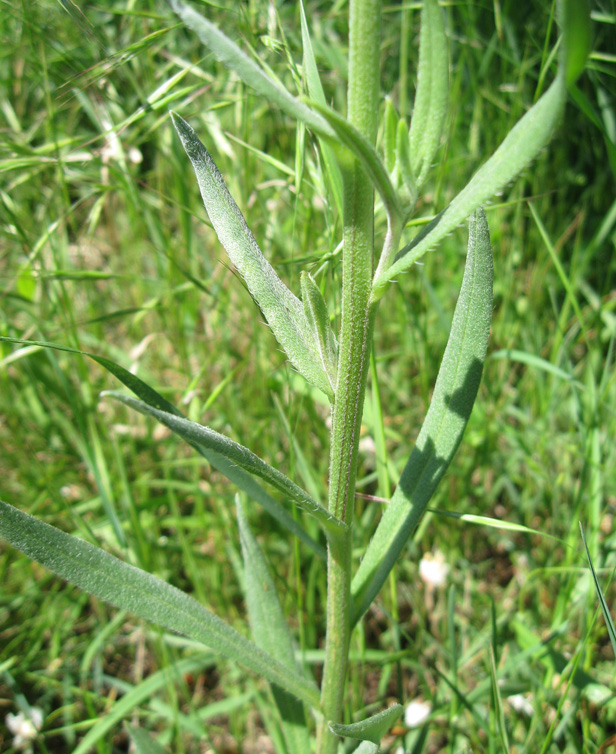 Image of Anchusa leptophylla specimen.