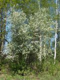 Amelanchier spicata