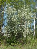 Amelanchier spicata. Цветущее растение. Тамбовская обл., Петровский р-н, с. Петровское, парк. 06.05.2013.