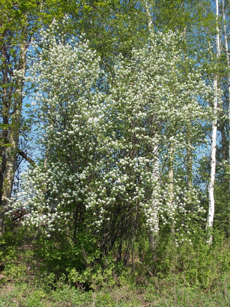 Image of Amelanchier spicata specimen.