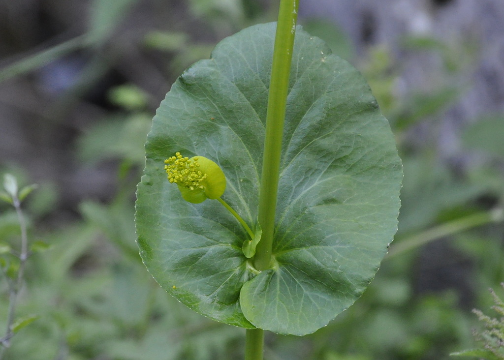 Изображение особи Smyrnium perfoliatum.