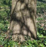 Tilia euchlora