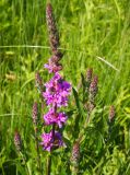 Lythrum salicaria