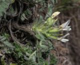 Astragalus testiculatus. Соцветие и листья. Башкортостан, Ишимбайский р-н. пос. Ишеево, известняковый склон. 02.05.2013.