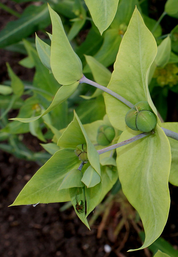 Image of Euphorbia lathyris specimen.