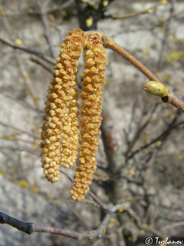 Image of Corylus avellana specimen.